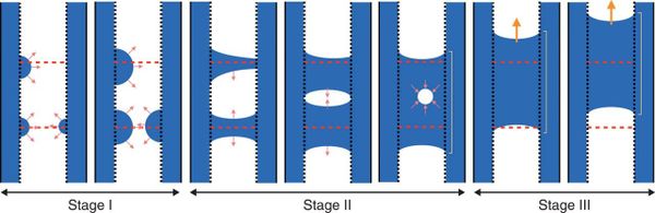 Schematic of water refilling in an embolized xylem vessel.