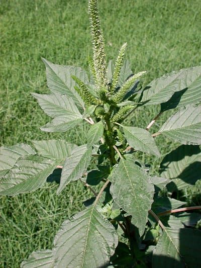 Amaranthus palmerii,