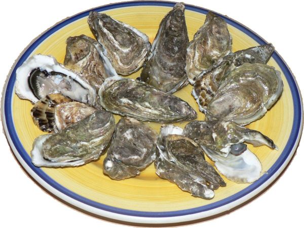 Oysters