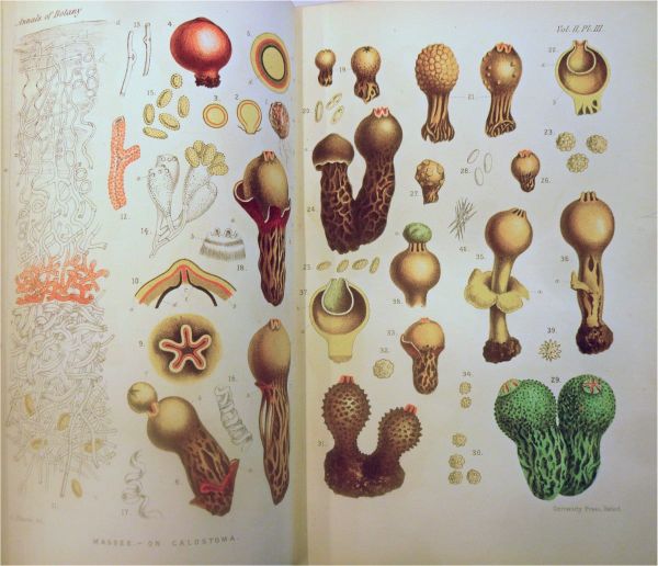 Example of the tinted plates used to illustrate some of the articles in early issues of the Annals of Botany