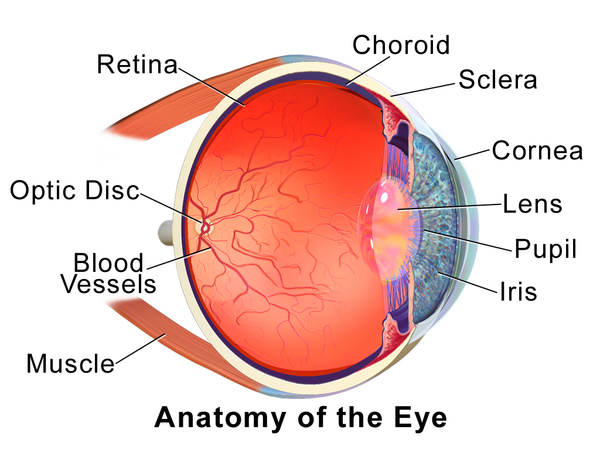 Anatomy of the Eye.