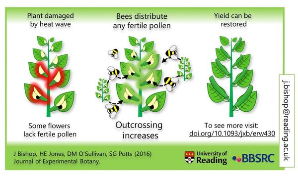 Faba bean response to heat stress