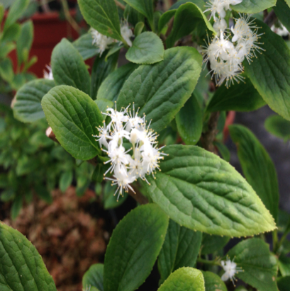 Aluminium accumulation in a temperate accumulating plant