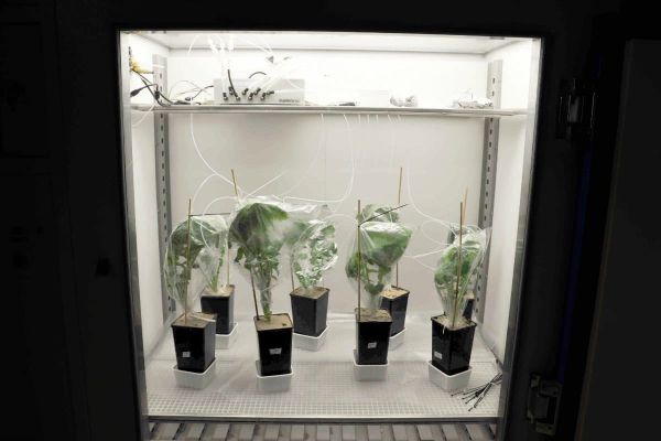 A lot of plants in plastic bags