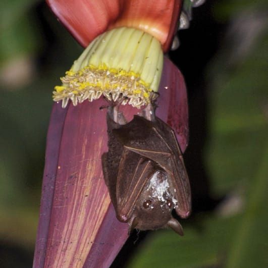 A pollinating bat.