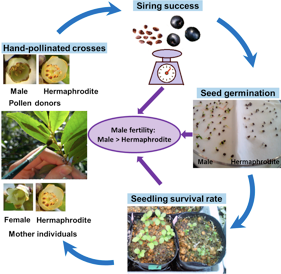 High male fertility in males of a subdioecious shrub