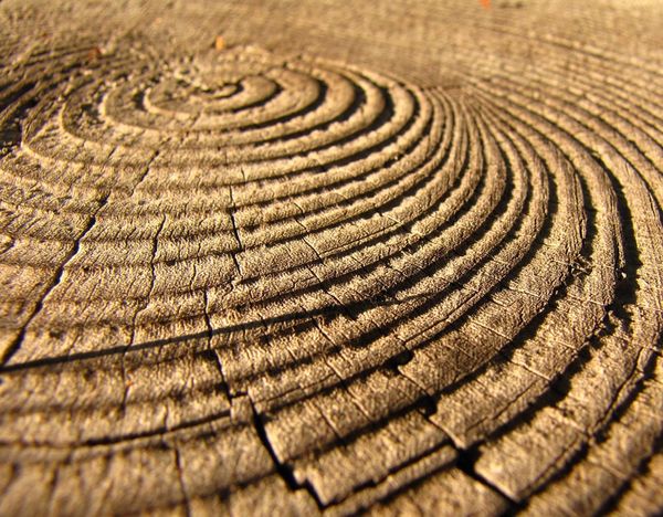Tree rings stop cell division in plants