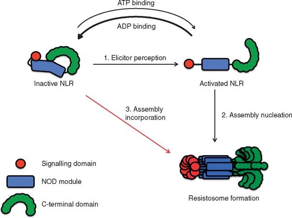 Model for signalling by cooperative assembly formation (SCAF) of plant NLRs.