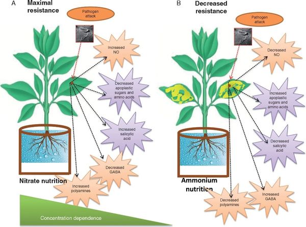 The role of nitrogen in plant defence