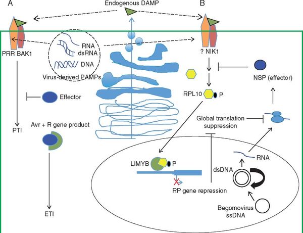 Antiviral innate immunity in plants.