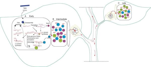 Schematic view of the proposed events associated with the replication and movement of TMV.