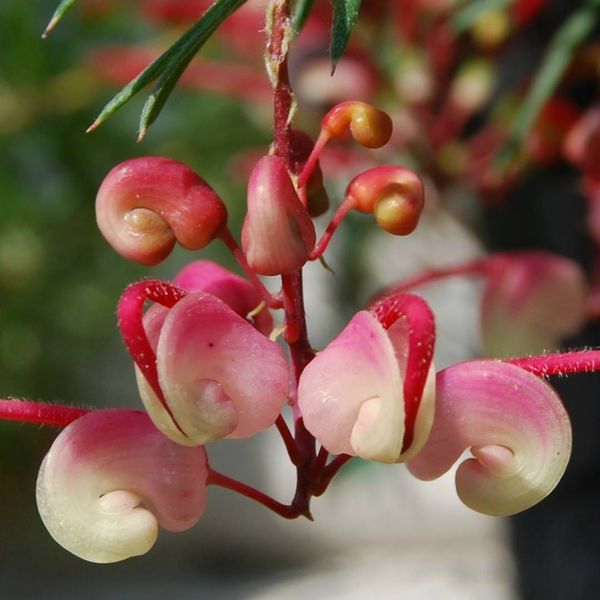Grevillea rosmarinifolia