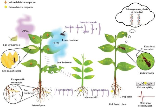 Overview of terpenoids in plant defence against herbivorous insects.