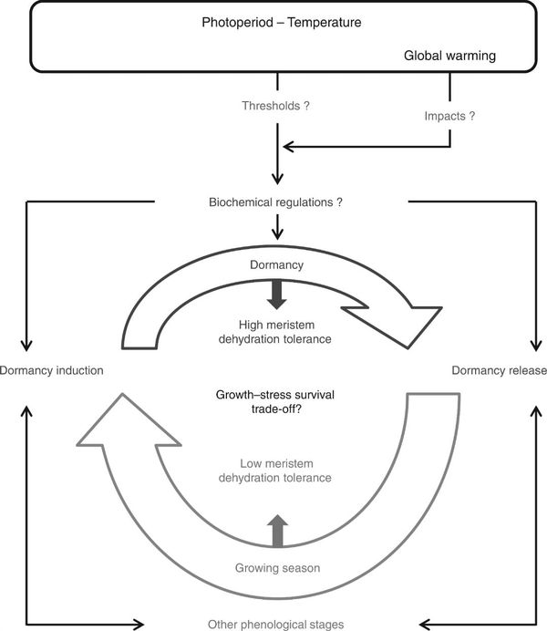 Comparison of winter and summer dormancy in herbaceous perennial species