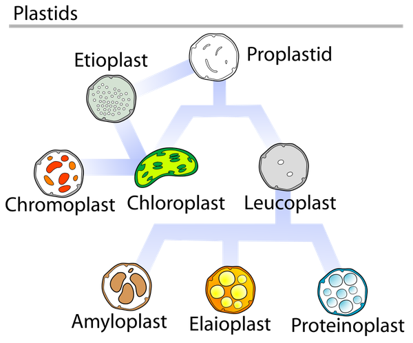 Plastids are responsible for photosynthesis, storage of products like starch and for the synthesis of many classes of molecul