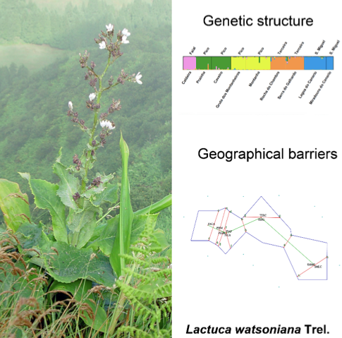 Population genetic patterns in an endangered island perennial