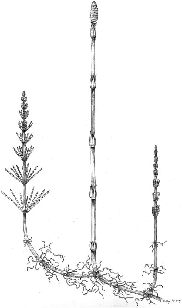 Growth habit of Equisetum emphasizing the below- and above-ground stems with long internodes, nodes bearing whorled appendage