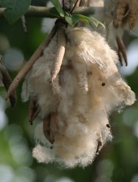 Kapok seeds
