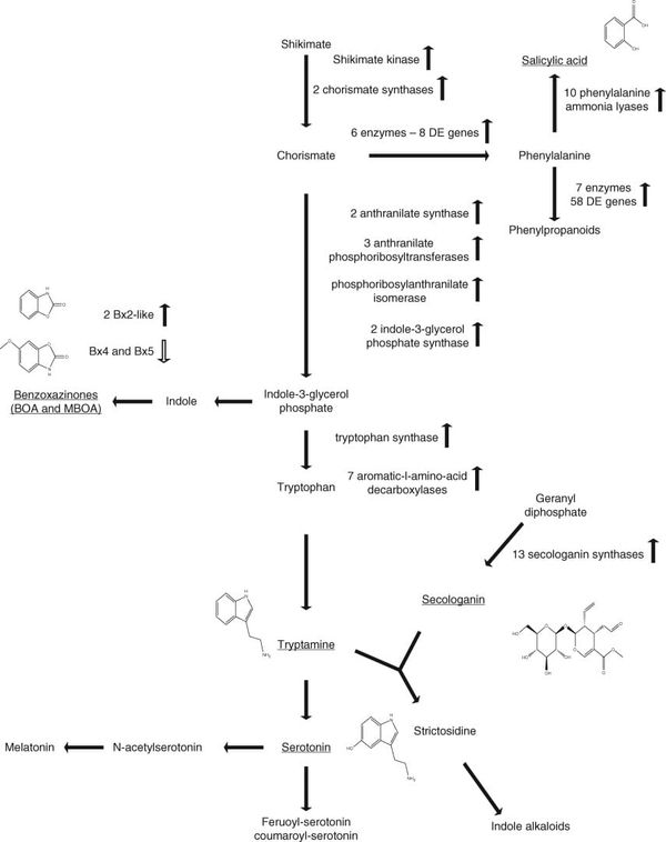 Molecular inference for induction of phenylalanine, tryptamine and tyrosine pathways that lead to the production of defence-a
