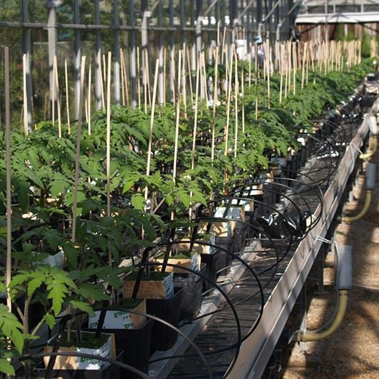 Growing tomatoes