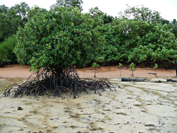 Rhizophora stylosa
