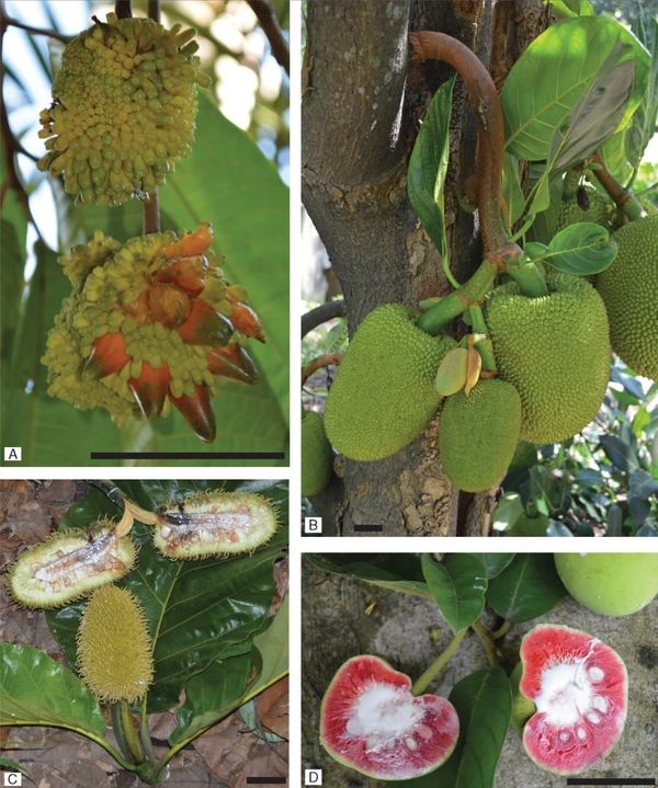 Representative species from Artocarpus subgenera.