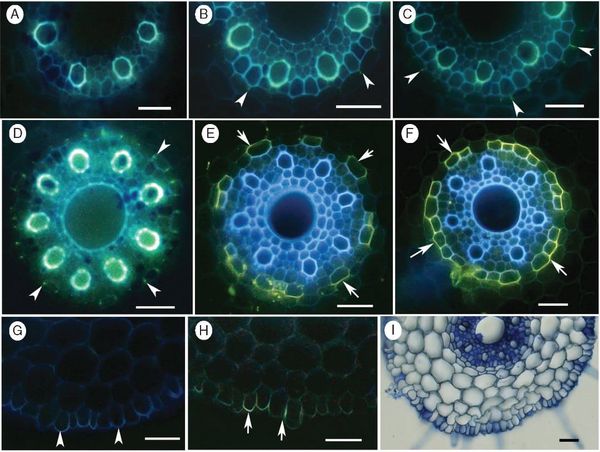 Appearance of Casparian bands (CBs) and suberin lamellae (SL) in the endodermis, and presence of suberin in the rhizodermis o