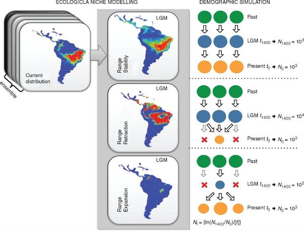 Schematic representation the demographic history scenarios simulated for the 23 populations of Eugenia dysenterica sampled in