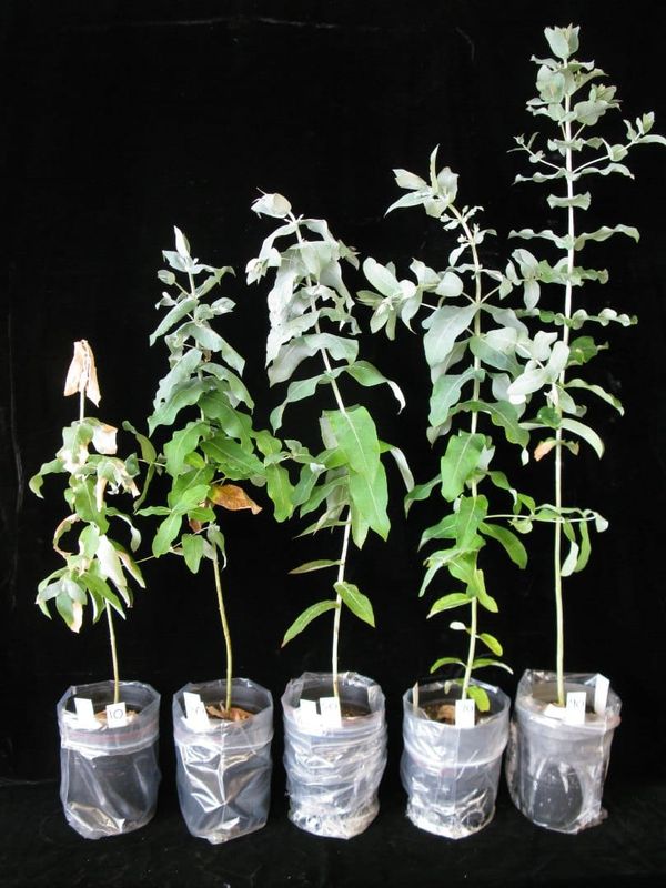 Eucalyptus globulus