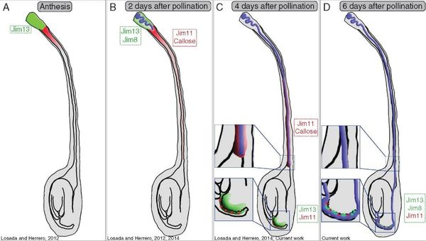 Glycoprotein distribution in the apple pistil during the progamic phase.