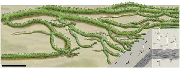 Whole-plant reconstruction of Sengelia radicans.