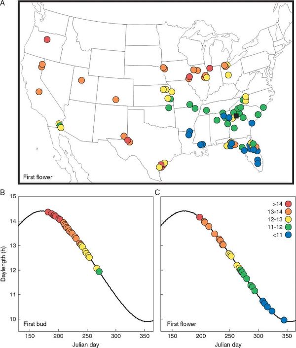 Variation in reproductive timing across Helianthus