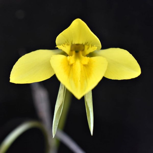 Diuris flower.