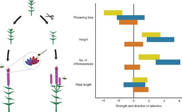 Effect of pollination and herbivory treatments on the strength and direction of selection on several floral and inflorescence