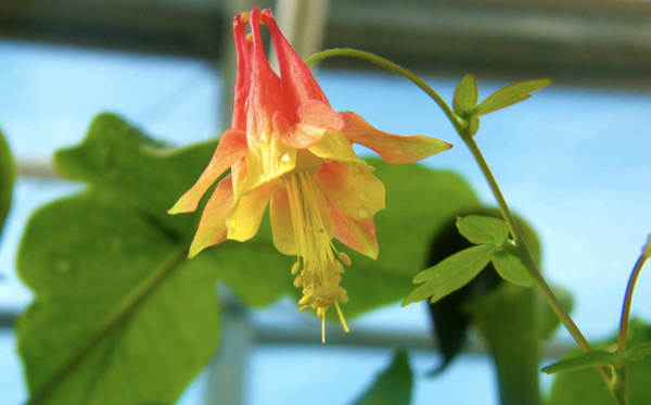 Aquilegia performs better in soils influenced by distant relatives