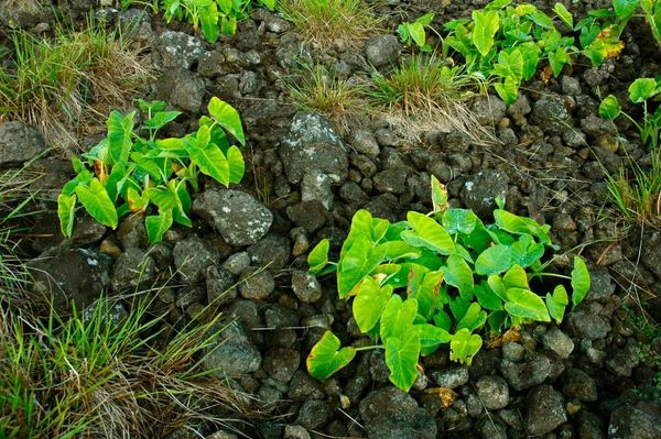 A rock mulch garden on Rapa Nui with taro (Colocasia esculenta) growing.