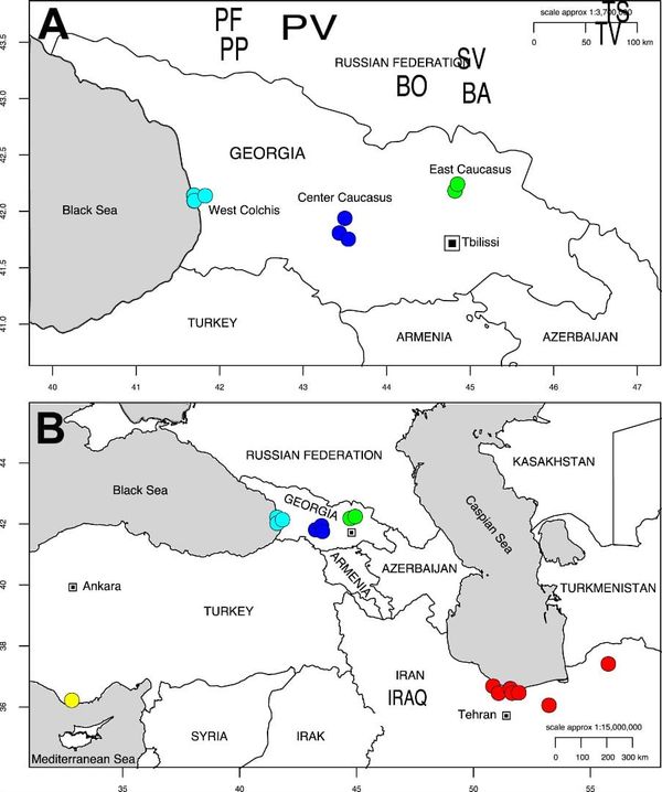 Map of Georgia (A) pointing out the sampling sites for Alnus glutinosa subsp. barbata in Western (Cyan), Central (Blue) and E