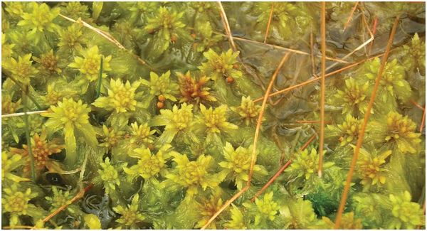 The peat moss Sphagnum × falcatulum on South Island, New Zealand, with both allo-allo-triploid (3n) gametophytes and young, p