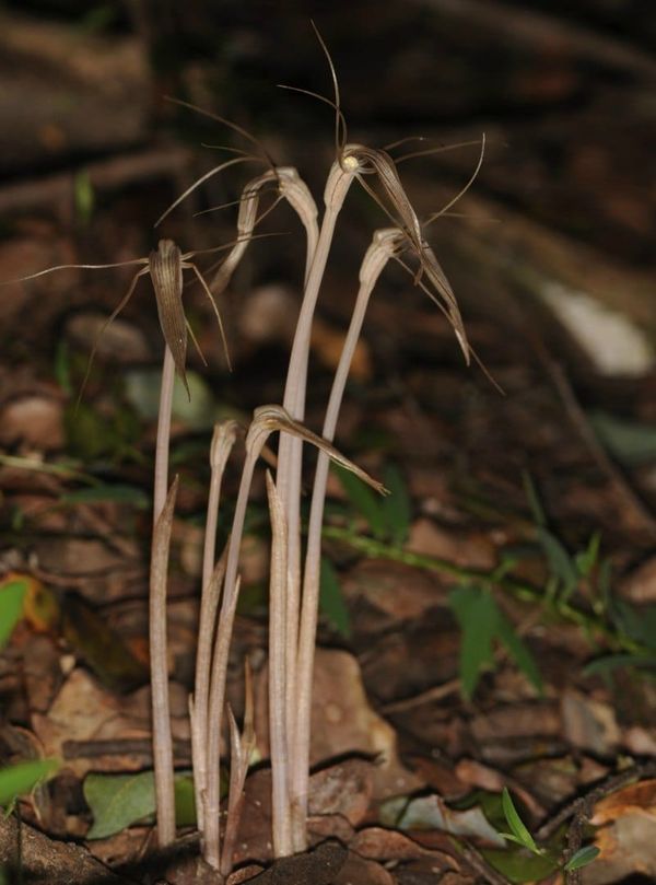 Arachnitis uniflora