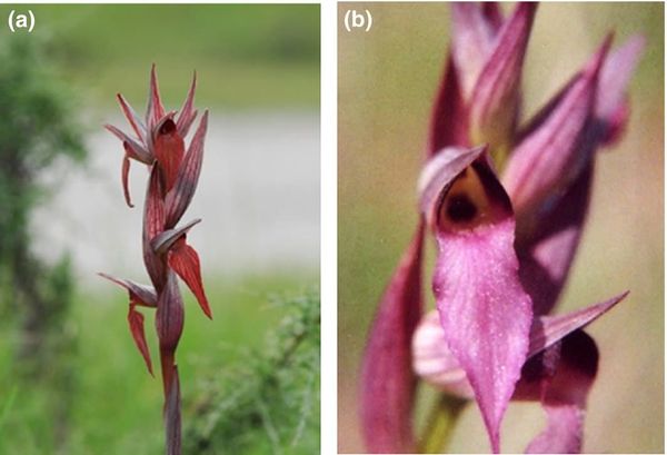 Photographs of Serapias vomeracea (a) and Serapias lingua (b)