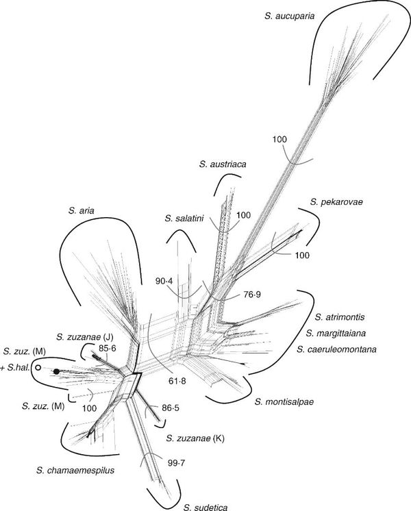 Neighbour-net graph of the studied Sorbus taxa based on AFLP data.