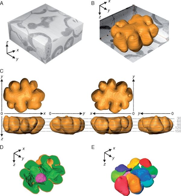 Three-dimensional (3-D) models of a rice mesophyll cell.