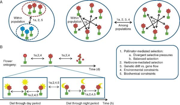 Schematic representation of the various scales of floral scent variation and the main ecological and evolutionary processes a