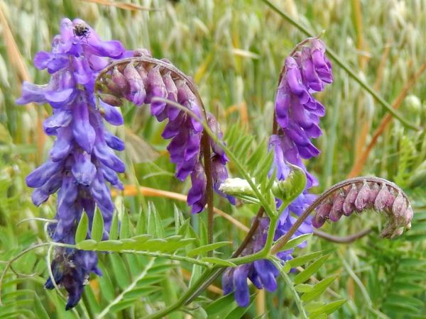 Vicia cracca