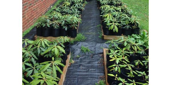 Population-level plasticity drives plant trait variation along elevation