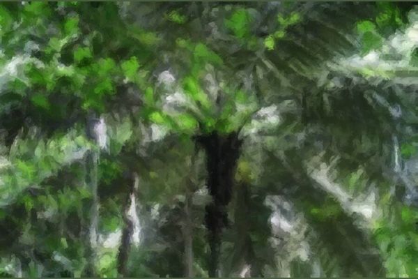Amazon Palm