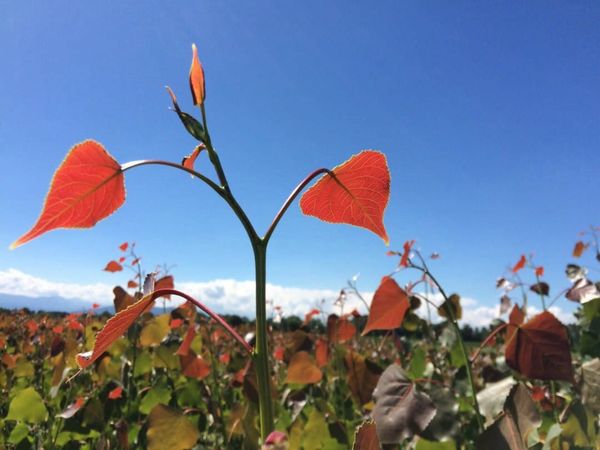 Call for papers: Developing sustainable bioenergy crops for future climates