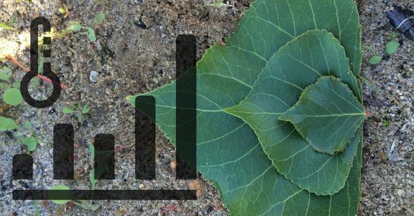 Bioenergy and Climate Change