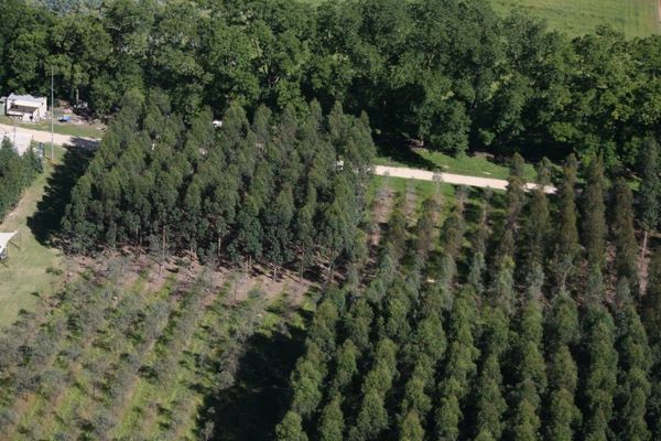 Eucalyptus