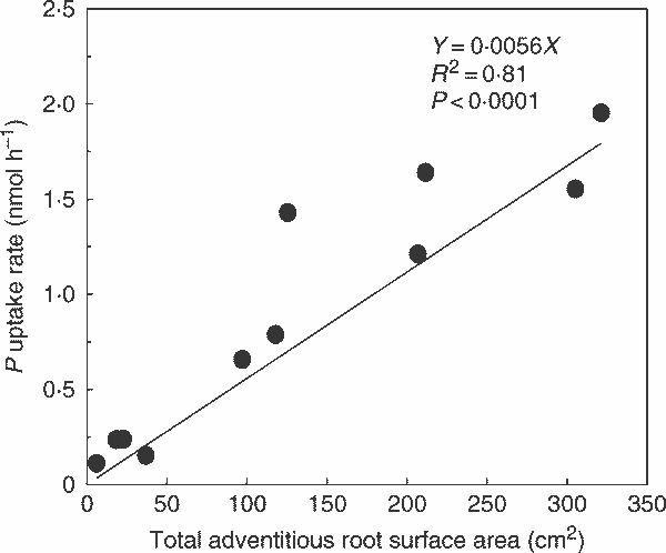 Correlation between total surface area of the aquatic adventitious roots of S. dulcamara and the uptake rates of phosphate un